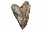 Triceratops Tooth Crown (Little Wear) - Montana #67604-1